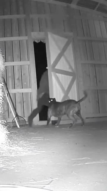 This Pitbull Didn’t Let It In #pitbull #cctv #rescue #animals #hero