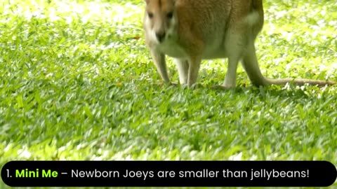 5 Fun Facts about Wallabies #wildlife #animallovers #wildlifefacts