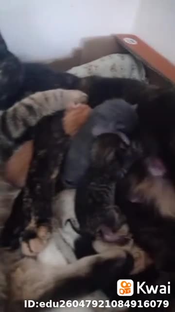 as 2 gatas teve gatinhos.mp4