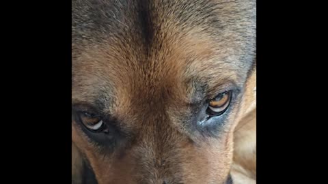 Virgil german shepherd.