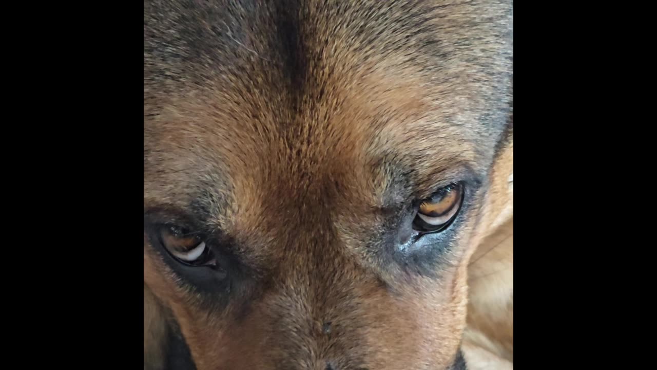 Virgil german shepherd.