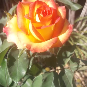 Yellow-red rose