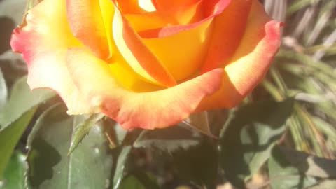 Yellow-red rose