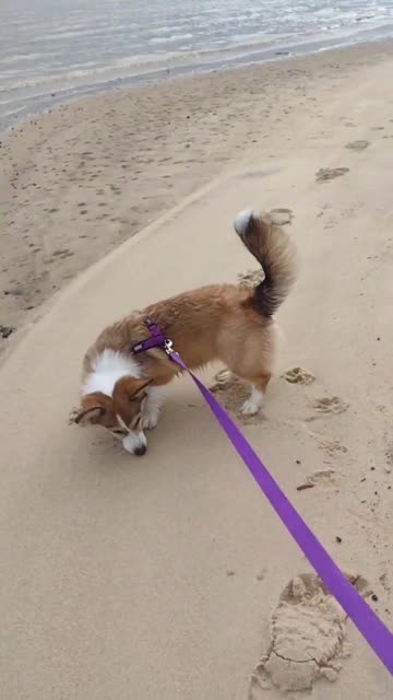 Tildy and the Watermelon (Shorts) #shorts