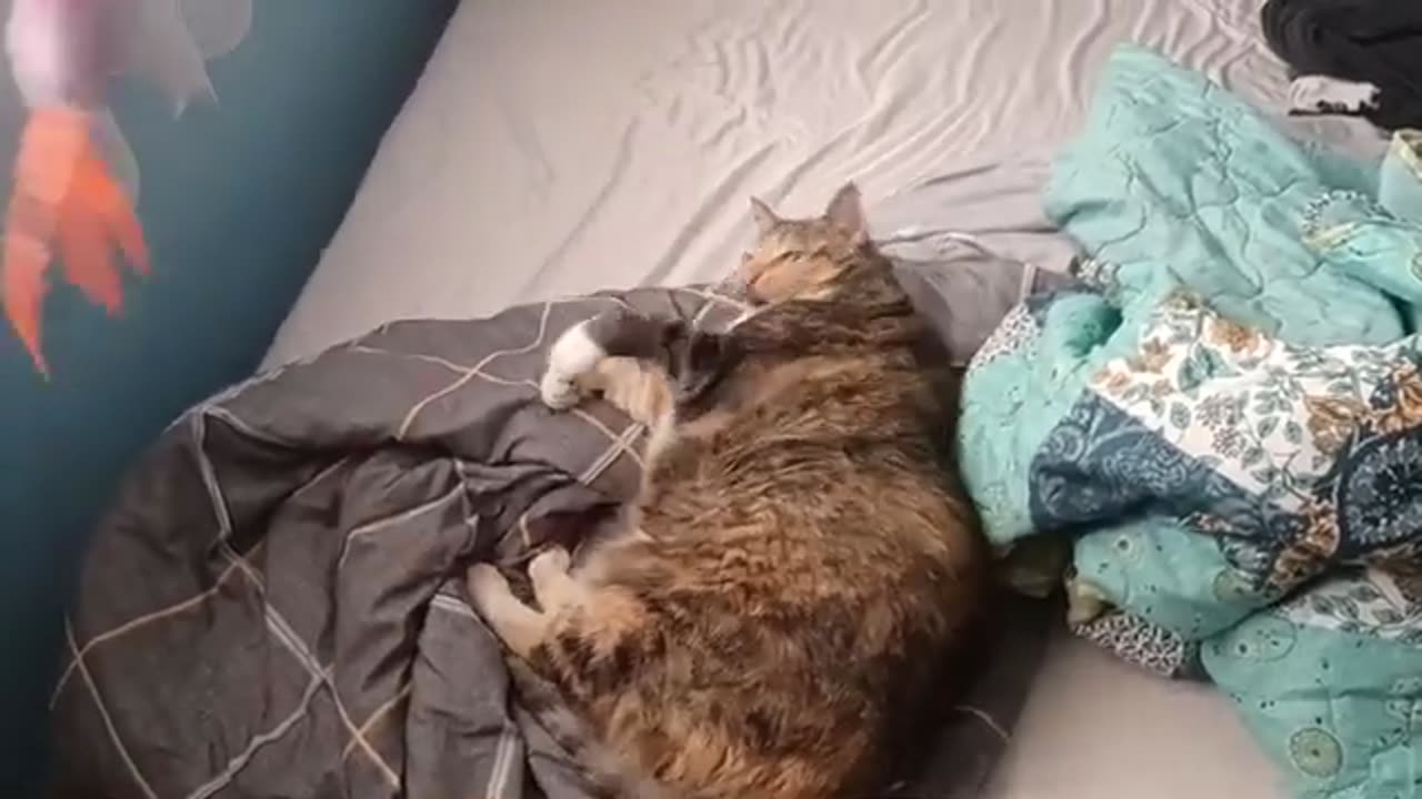 Adorable & Lazy Cat Plays: Pure Bliss
