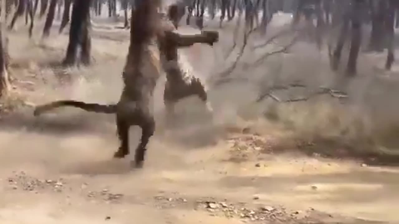 Tiger Fight