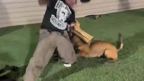 He Was a Good Dog… Until the Training Failed