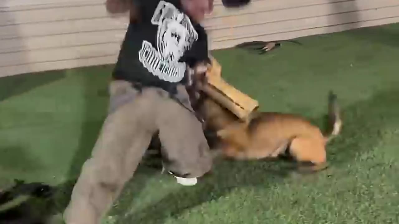 He Was a Good Dog… Until the Training Failed