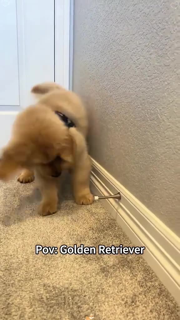 Golden day in a life