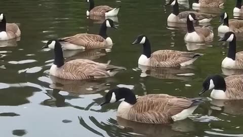 Birds in Lake #bird