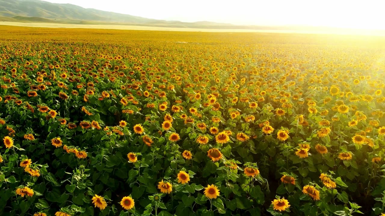 A beautiful flowers field