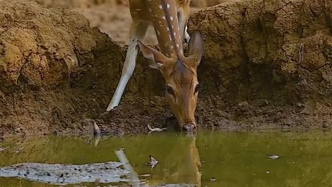 Beautiful Wild Animals in India
