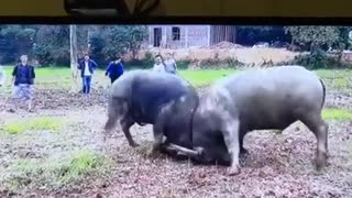 Two Buffalo Dangerous Battle