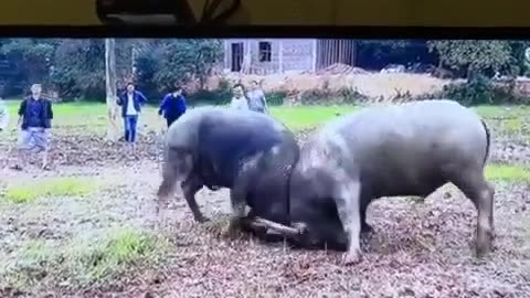 Two Buffalo Dangerous Battle