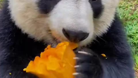 A panda indulges in a delicious pumpkin feast