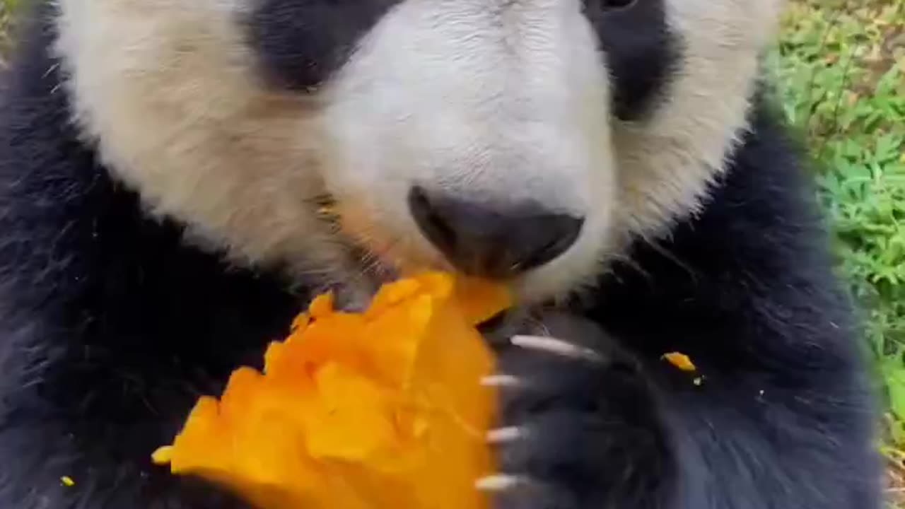 A panda indulges in a delicious pumpkin feast