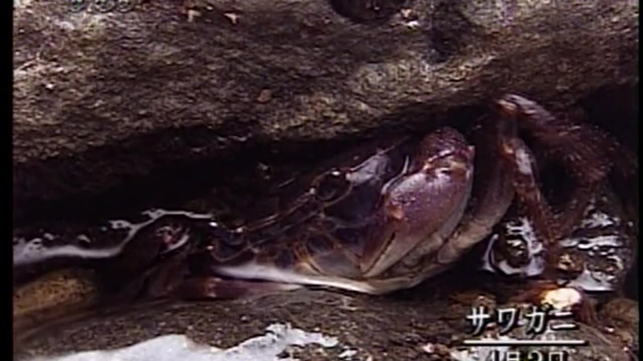 Japan NHK September 16, 2001 1000pm-1030pm JST