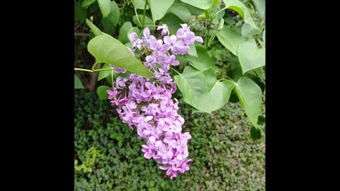 Lilac bush blooming time lapse