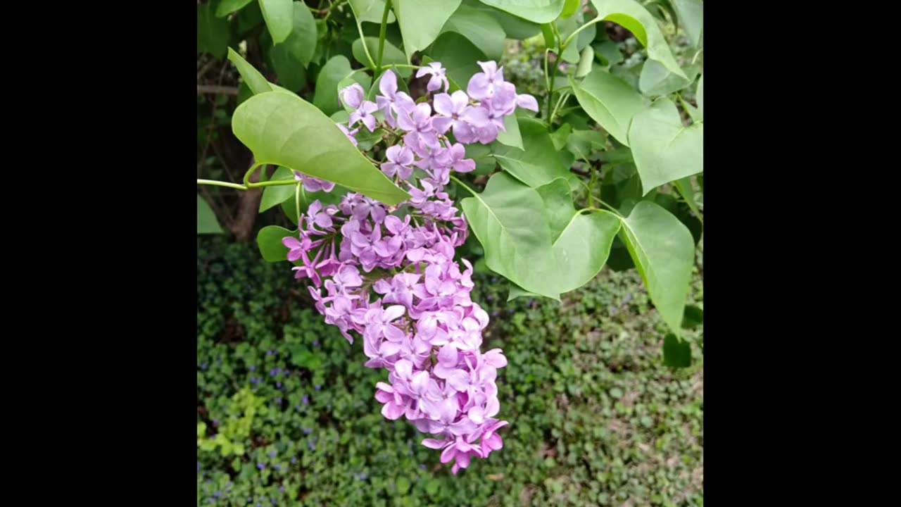 Lilac bush blooming time lapse