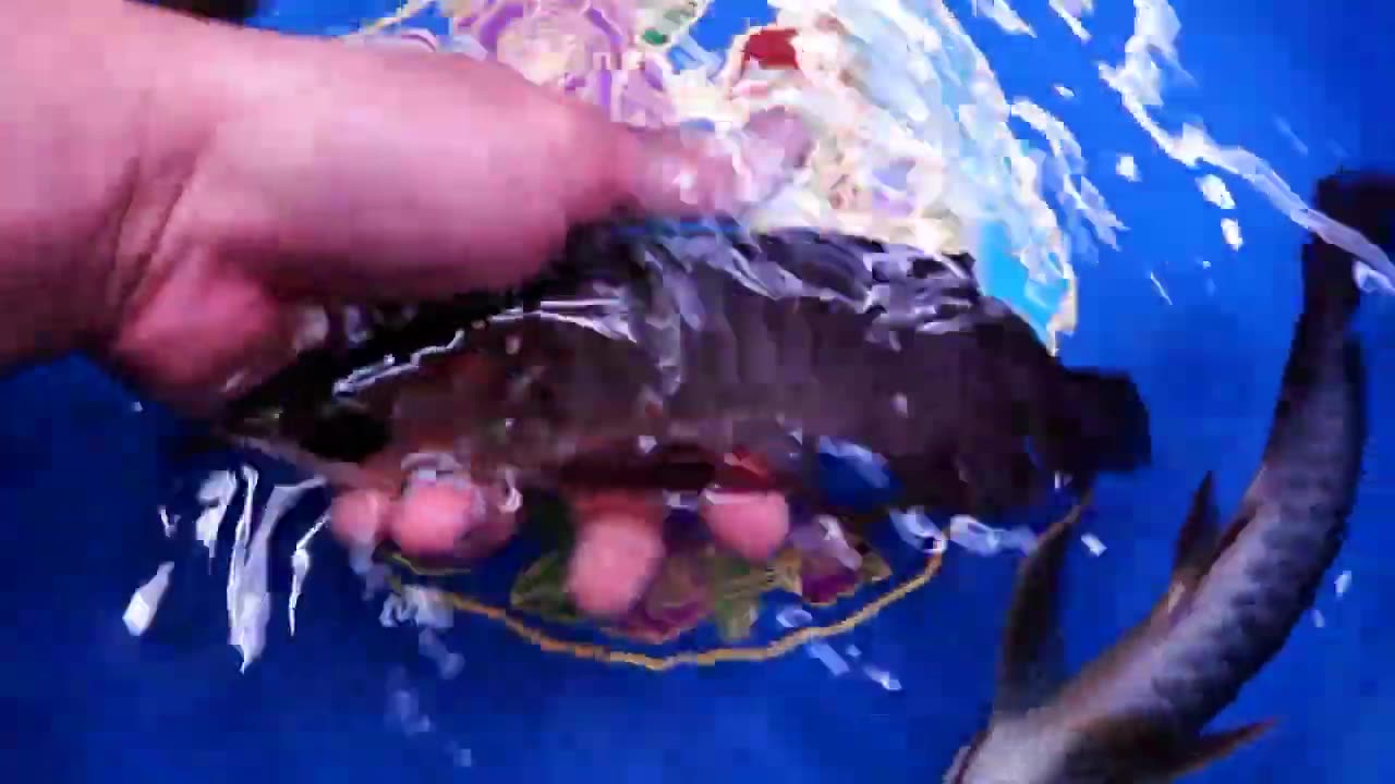 【龍爵士】極上藍底 幼龍