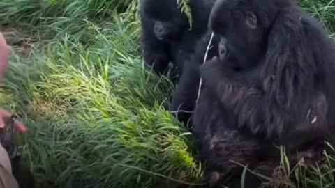 Female Gorilla