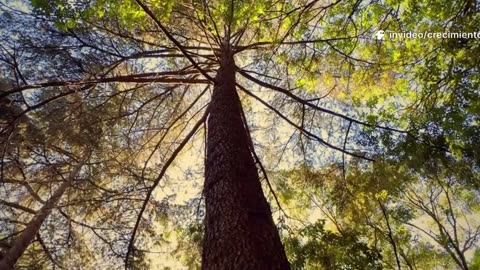 Cráneo-sacral. Módulo 3. Clase 1 y 2