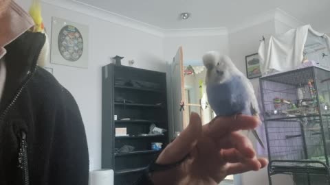 Herman Loses All Patience With My Thumb