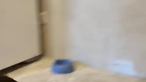 Bipedal Black Cat Startles Little Brother