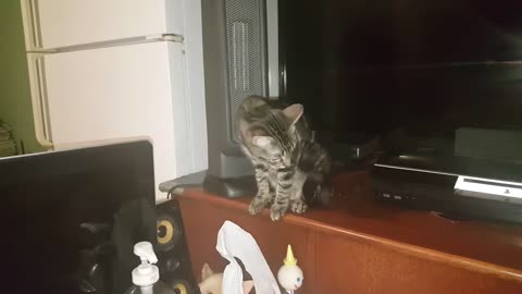 Pointless Pet Video Episode 11: 4 Cats + 1 Dog + Fatass Single Guy = LOSER lmao! (Jan 3, 2018)