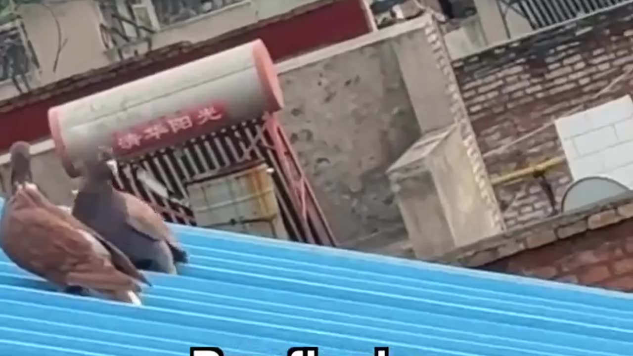 😮✨ Pigeons Moonwalk Like Never Before! | FeedMyCuriosity