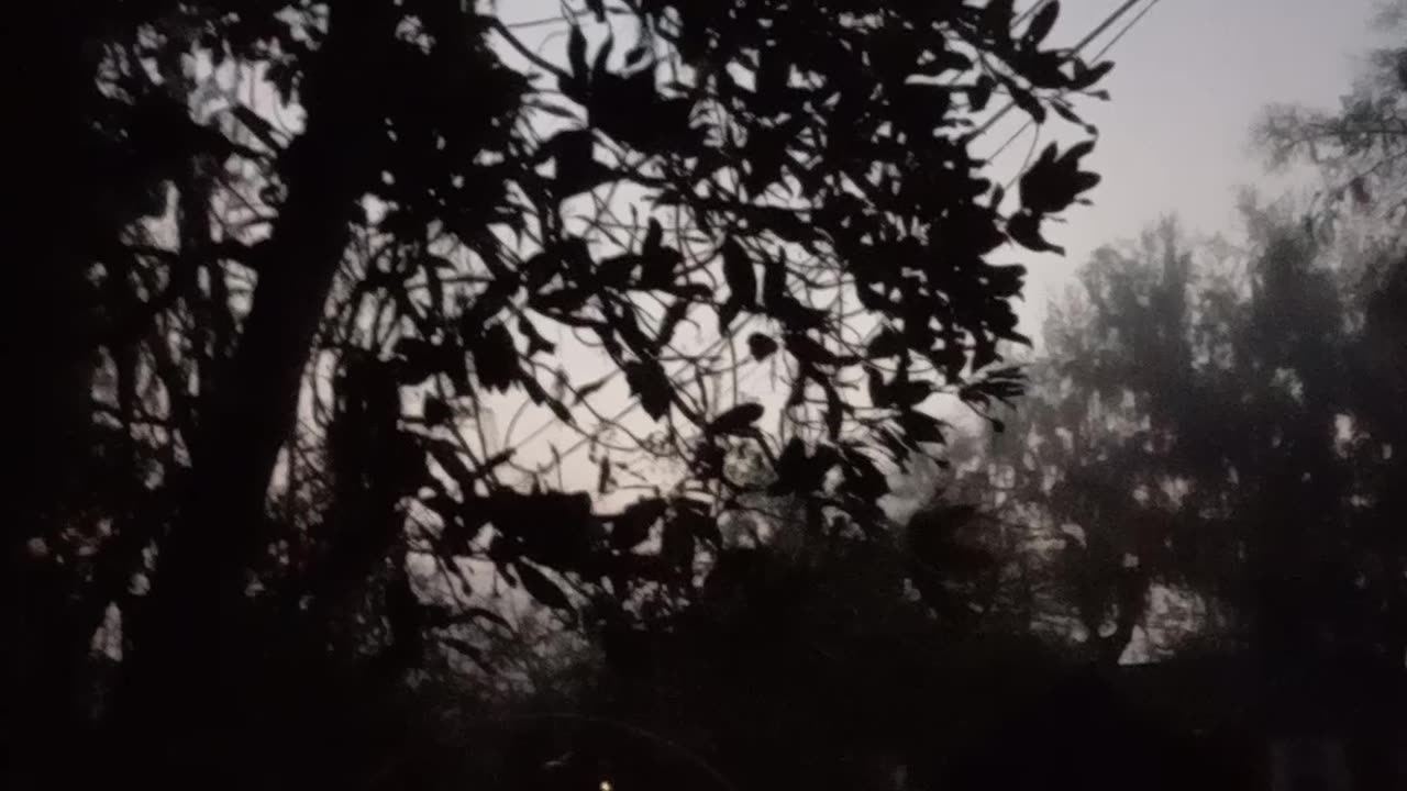 birds singing predaqn