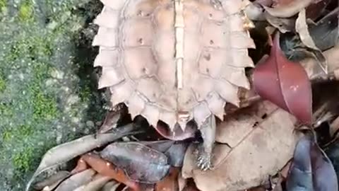 Spiny Mountain Turtle.