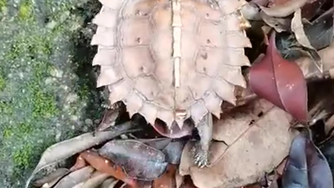Spiny Mountain Turtle.