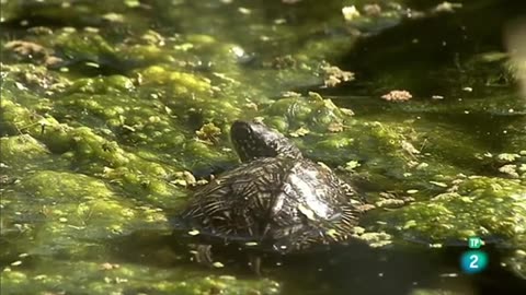 Tortugas - Documental