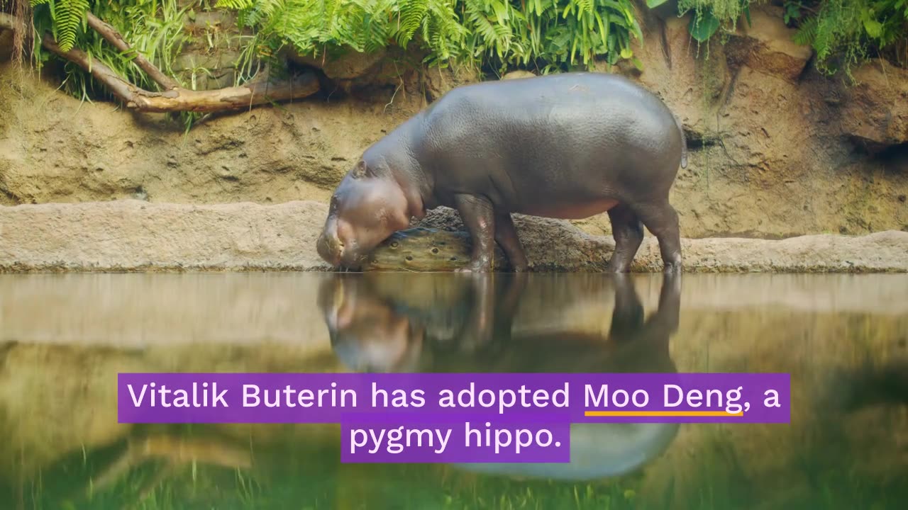 Vitalik Buterin Donates 88 ETH to Adopt Moo Deng As the Meme Coin Rallies