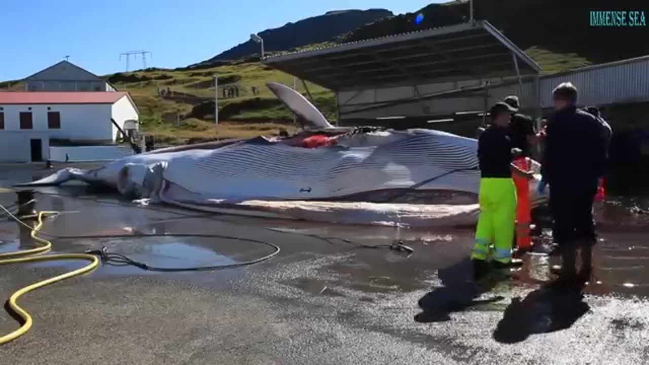 Processing of a Giant Whale