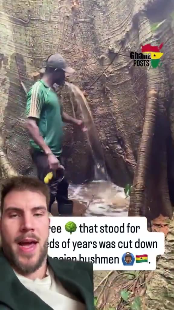 The Giant Mother trees were so large they would have their own ecosystems