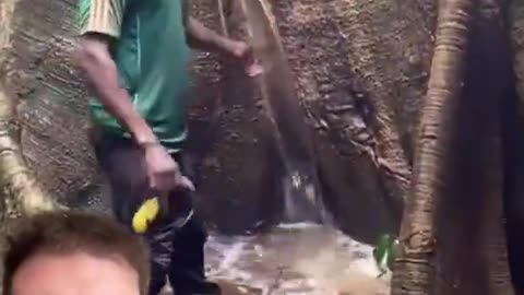 The Giant Mother trees were so large they would have their own ecosystems