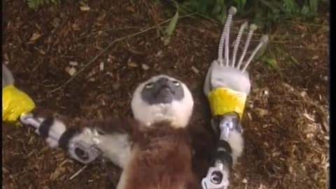 Zoboomafoo WETA September 11, 2001 730am-800am EDT