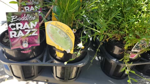 Whats Available at the market 11/12/2025