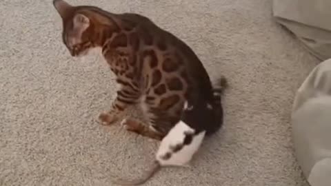 Cute funny cats