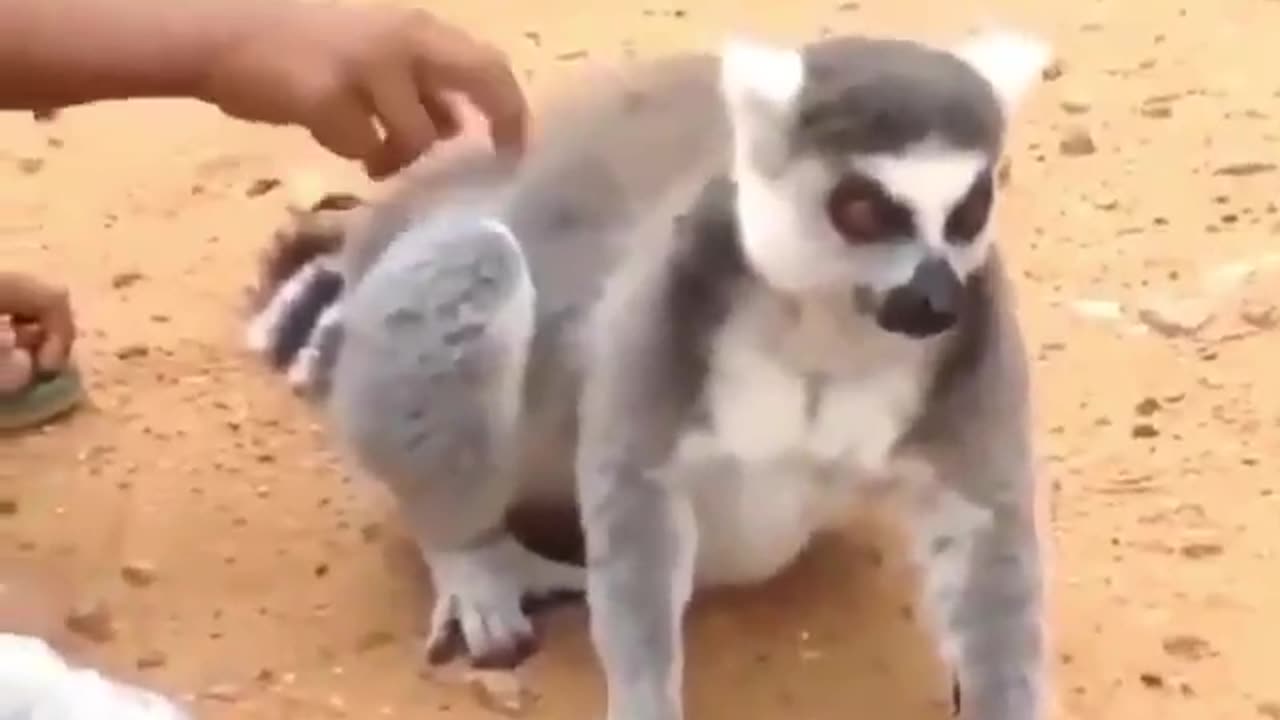 Funny animal