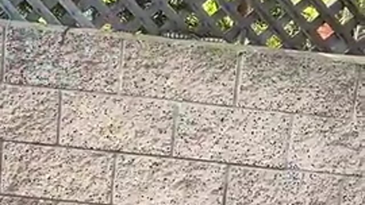 Can Rattlesnakes climb , Check this out