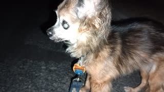 Villanova Paco doggie walk midway rest area. This was good 4 Villanova, she smelled some 20251009736