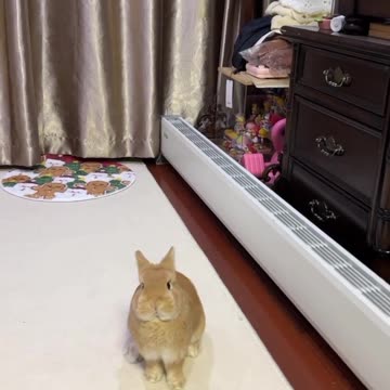 Adorable Bunny Kicks
