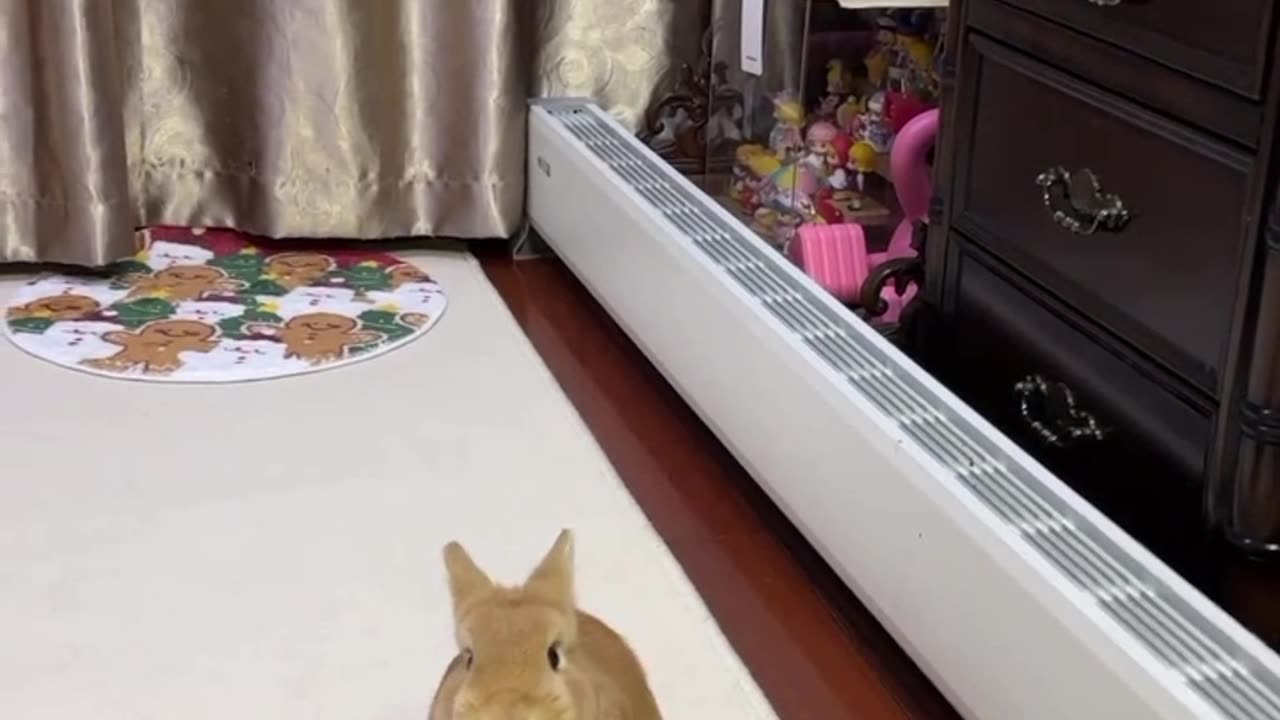 Adorable Bunny Kicks