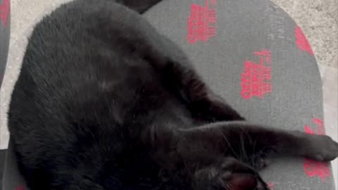 Cute Precious Piper Does Her Relaxed Tail Exercise - My Adopted Shelter Cat Vlog #shorts