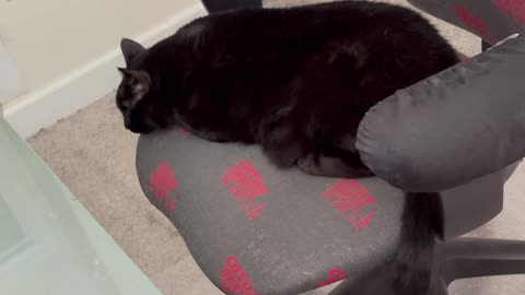 Cute Precious Piper Falls Asleep at Her Desk - My Adopted Shelter Cat Vlog