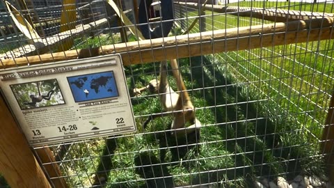 Mowgli having a swingin good time with his new toy from the Wendi primate