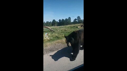 A blacker taking a stroll on the road in Bear Country USA